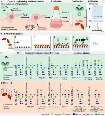 Role of N-Glycosylation in FcγRIIIa interaction with IgG